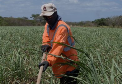 CSS lleva servicios de salud ocupacional a trabajadores de caña de azúcar en Coclé